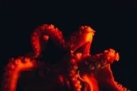 shallow focus photography of octopus