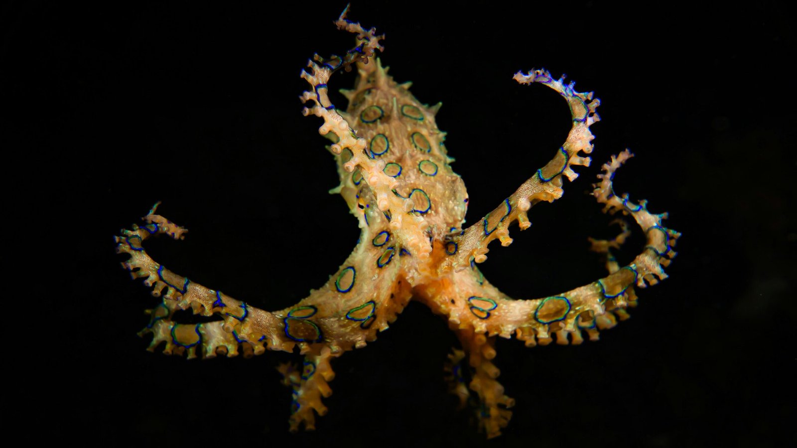 brown and grey octopus